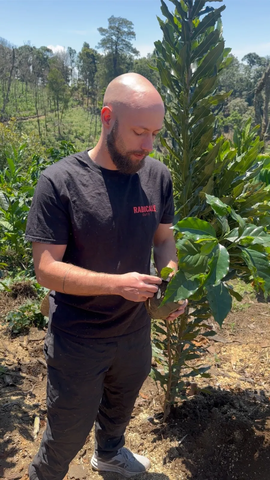 Floris pflanzt einen Kaffeebaum